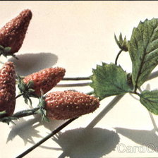 Fragaria Vesca L. Var Strawberry