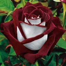 Оригинал схемы вышивки «роза» (№461262)