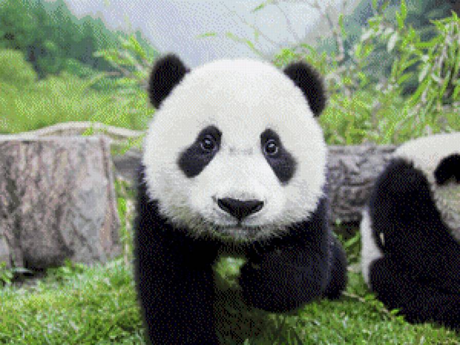 Панда - пушистая панда - предпросмотр