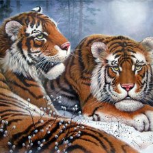 Тигры в зимнем лесу