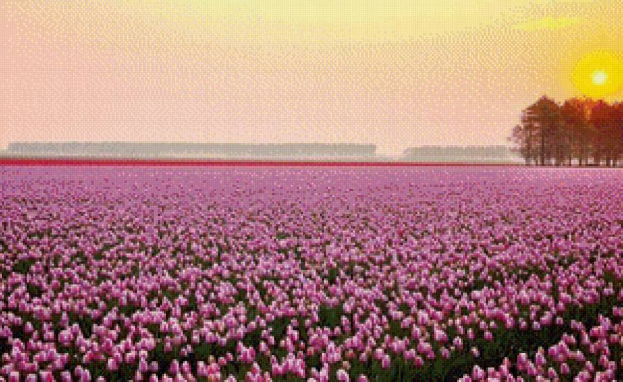 поле тюльпанов - цветы, пейзаж, закат, тюльпаны, солнце, природа - предпросмотр