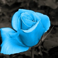 Оригинал схемы вышивки «Голубая роза» (№462107)