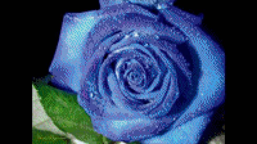 Синяя роза - цветок, роза - предпросмотр
