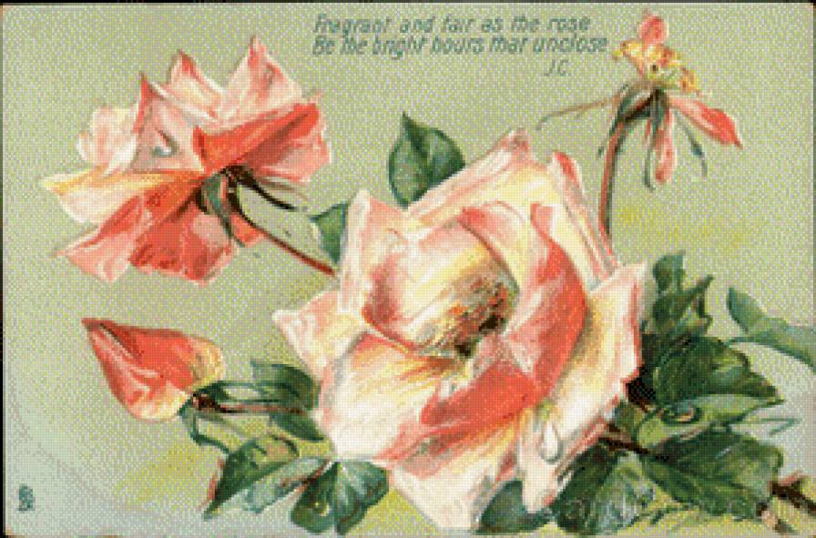 Pink Roses with Poem - предпросмотр