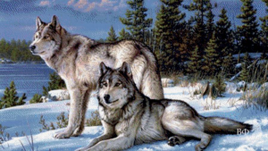 Волки - зима, лес, волки - предпросмотр