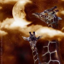 Лунные жирафы