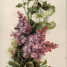 Схема вышивки «Lavender and White Lilacs»