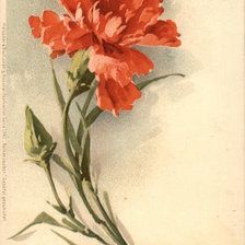 Оригинал схемы вышивки «Large Red Flower» (№462547)
