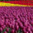 Предпросмотр схемы вышивки «Поле тюльпанов» (№462589)