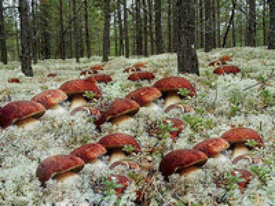 грибное место - грибы - предпросмотр