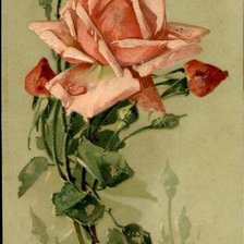 Оригинал схемы вышивки «Pink Roses» (№463139)
