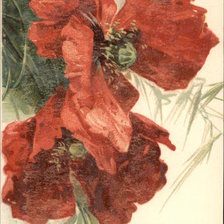 Оригинал схемы вышивки «Red Poppies» (№463150)