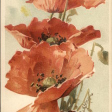 Оригинал схемы вышивки «Red Poppies» (№463151)