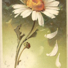 Оригинал схемы вышивки «Daisy Dropping Petals» (№463153)