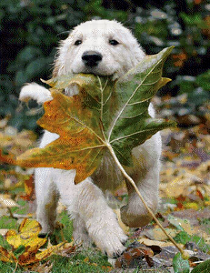 собака - собака, осень, листья - предпросмотр