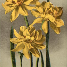 Схема вышивки «Double Daffodil»