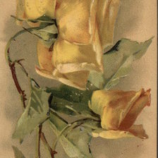 Схема вышивки «Yellow Roses»
