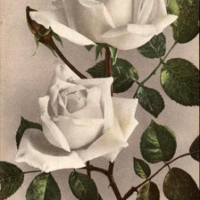 Оригинал схемы вышивки «Two white roses» (№463356)