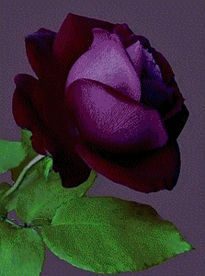 Серия "Букет" - розы, цветы - предпросмотр