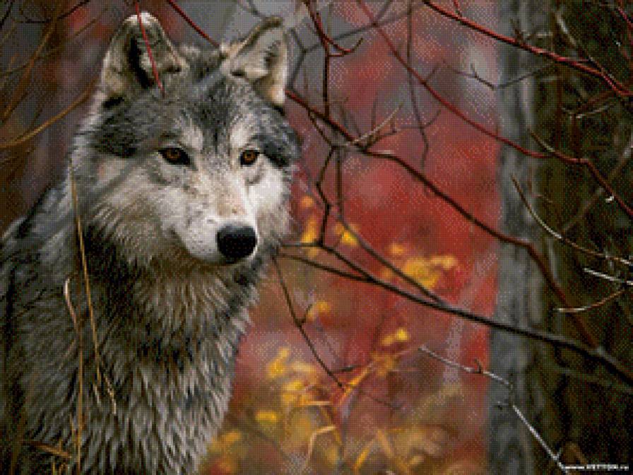 Волк - животные, природа, волк - предпросмотр