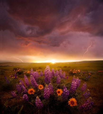Цветы на закате - закат, цветы, природа - оригинал