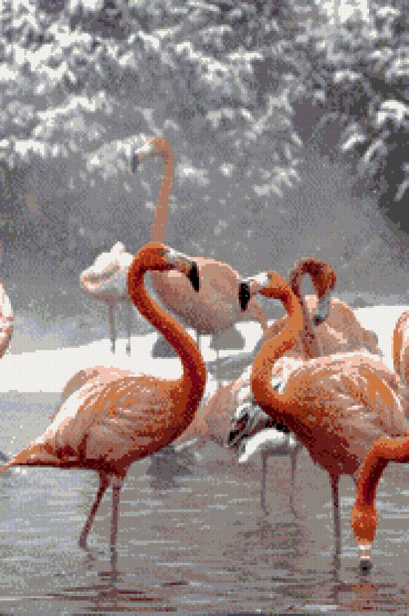 Фламинго - розовые фламинго, зимний пейзаж - предпросмотр