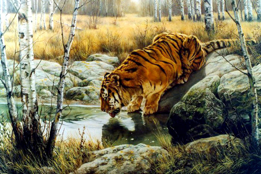 в сибирской глуши - камни, хищник, березы, тигр, осень, живопись, пруд - оригинал