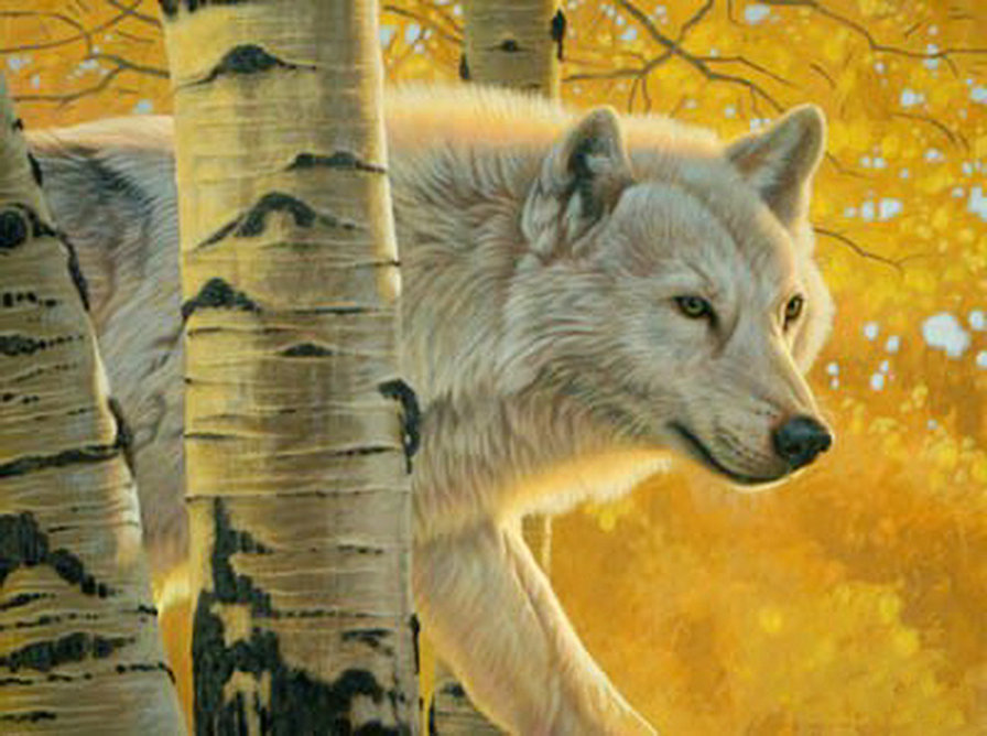 волк - осень, береза, хищник, природа - оригинал