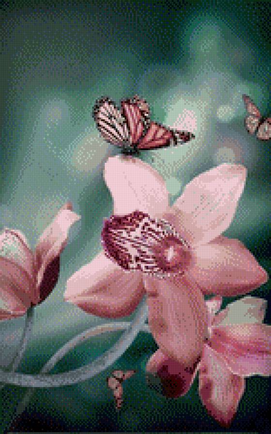 Бабочка на орхидее - бабочка, орхидеи, цветы - предпросмотр