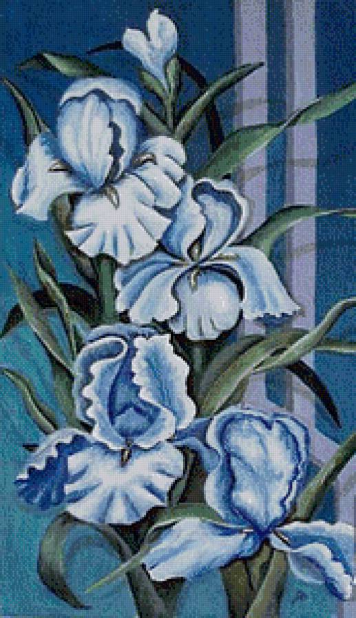 голубые ирисы - цветы, ирисы - предпросмотр