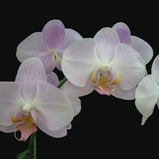 Оригинал схемы вышивки «орхидея» (№468476)