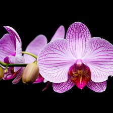 Схема вышивки «орхидея розовая»