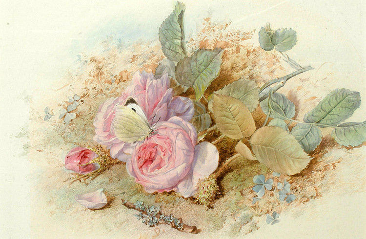 бабочка на розе - роза, цветы, цветок.бабочка - оригинал