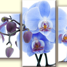 Оригинал схемы вышивки «Орхидея» (№469181)