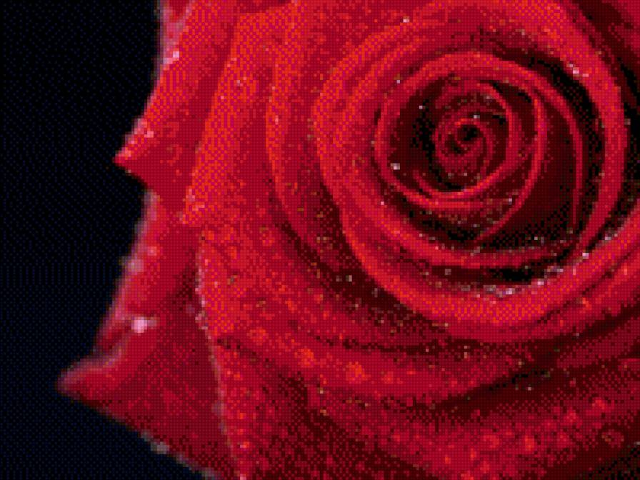 роза - красная роза - предпросмотр