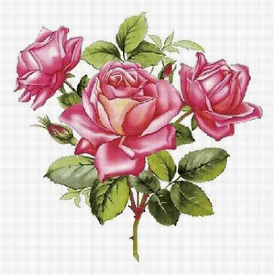 розовое чудо - розовые цветы, букет, роза, розы - предпросмотр