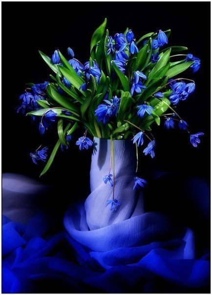 синие цветы - васильки, черный фон, ваза, цветы, синий - оригинал