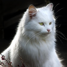 Оригинал схемы вышивки «Белый кот» (№470591)