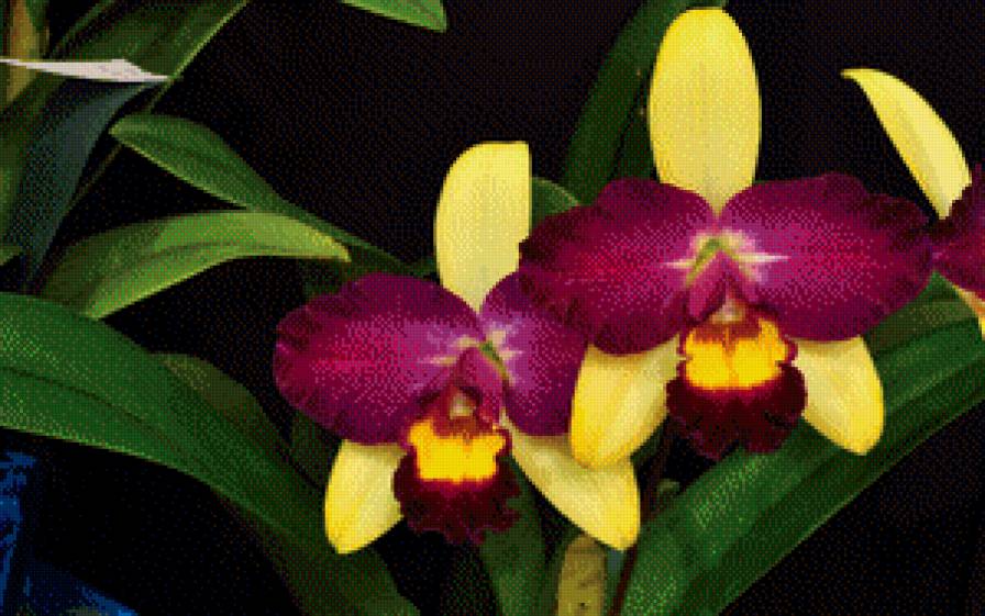 Две орхидеи - две орхидеи - предпросмотр