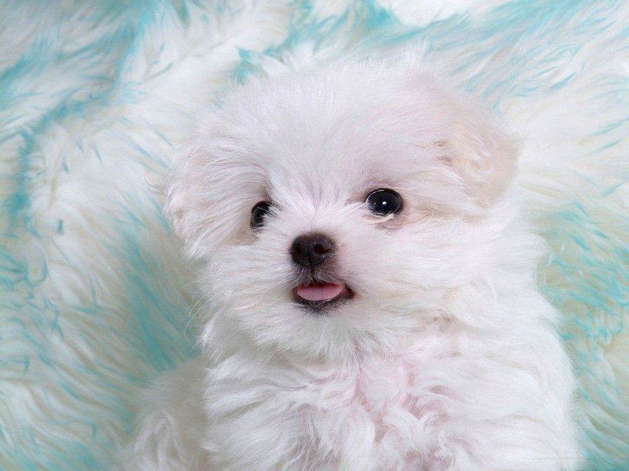 Маленькое чудо - щенок, собака, белый - оригинал