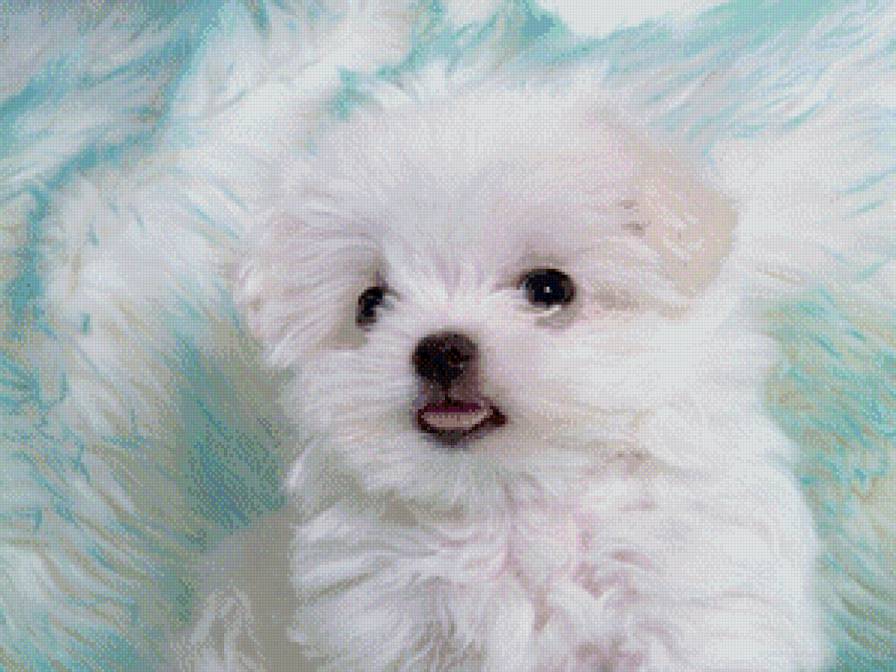 Маленькое чудо - щенок, собака, белый - предпросмотр