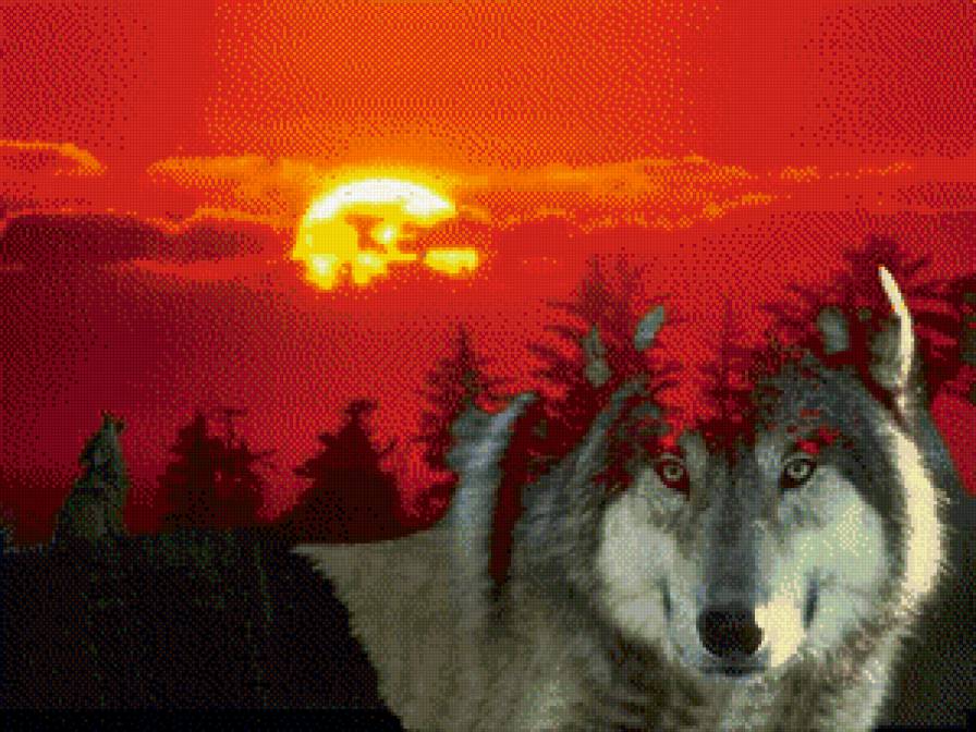 Волчий закат - животные, волк, дикие животные, закат - предпросмотр