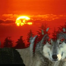 Волчий закат