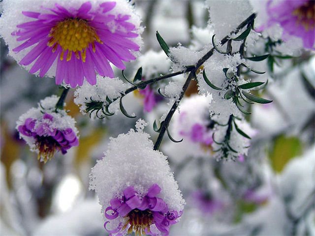 цветы и снег - снег, цветы - оригинал