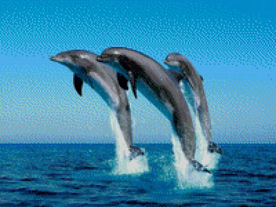 дельфины - предпросмотр