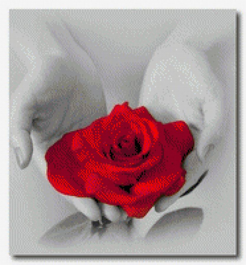 Красавица роза - цветы - предпросмотр