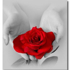 Оригинал схемы вышивки «Красавица роза» (№471336)