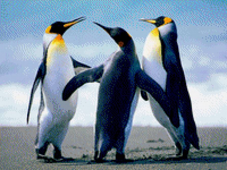 Пингвины - пингвины, север - предпросмотр