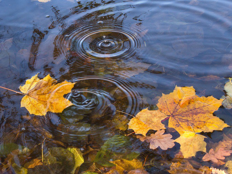 круги на воде - осень, дождь, капли, круги на воде - оригинал