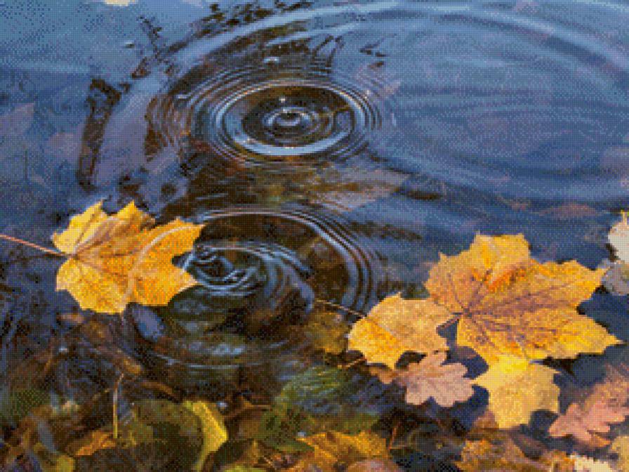 круги на воде - капли, дождь, круги на воде, осень - предпросмотр